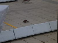 Tierischer Besuch<br>