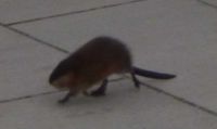 Tierischer Besuch<br>