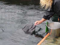 Schweinswal im Fjord und Belt Center