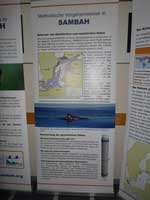 Schweinswalinformation
