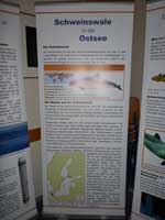 Schweinswalinformation